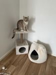 Katt