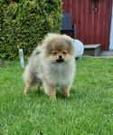 Jättesöt Pomeranian tikvalp
