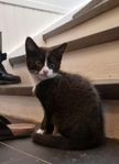 kattunge