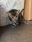 långhårig han kattunge