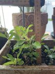  ROSENKVITTEN Chaenomeles japonica 