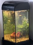 60 liter akvarium + fiskar och tillbehör