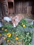 blandras kaninungar Angora/Hermelin