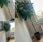 platsa utgått Ikea plastblomma