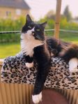 världens goaste hankatt söker nytt hem
