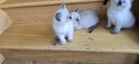 Fantastiska Ragdolls