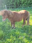 shetlands sto