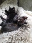Kattungar 
