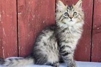  Lev.klar Norsk Skogkatt/Maine Coon kattunge