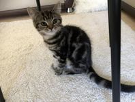 En lilla katt