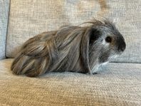 Sheltie/merino pojke 2 år söker nytt hem. 