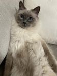 charmig ragdoll hane 2 år