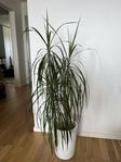 Grön växt - Dracaena Marginata 
