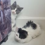 kattungar 