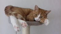 Katt omplacering eller fodervärd