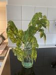 Tre fina rotade sticklingar av klockmalva/blomsterlönn