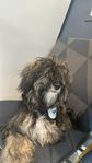Maltipoo 