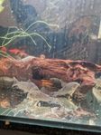 corydoras sterbai 