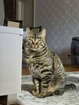 katt