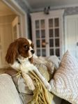 Cavalier King Charles tik
