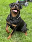 Rottweiler tik