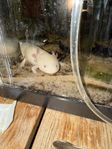 Axolotl hona