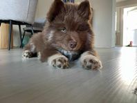 Härlig finsk lapphundsvalp