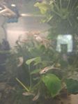 Guppy Endlers
