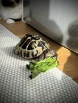 Grekisk sköldpadda inkl. terrarium och tillbehör