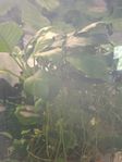 Anubias