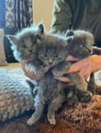 Charmtroll delux - Russian blue, angora och birma mix