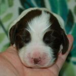 Engelsk Springer Spaniel valpar
