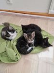 söta små kattungar 