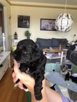 shihpoo 