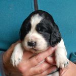 Enelsk Springer Spaniel valp