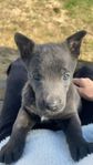 Blå malinois /bellgisk vallhund