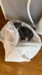 kattungar 25%ragdoll 25%maine coon