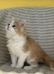 perser/skogkatt kattungar