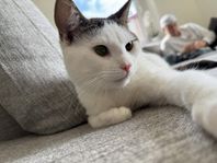 Katt söker nytt hem!