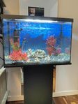 Akvarium Aquael Leddy 72 liter