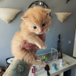 kattunge 