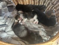 kattungar