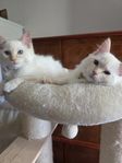 Ragdoll med Stamtavla i Sverak.