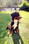 Berner sennen omplacering