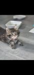 maine coon 