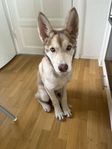 Blandras hund säljes 