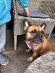 fransk bulldog tik