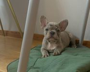 Fransk bulldog,tik LEVERANSKLARA