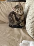 kattungar 
