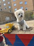 bichon frise omplacering 